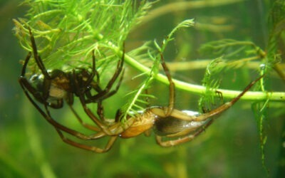 Descubre la araña que bucea con escafandra