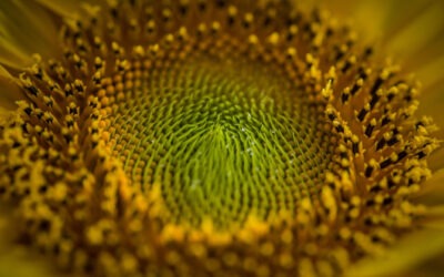 La verdad detrás del girasol: ¿por qué no siempre mira al sol?