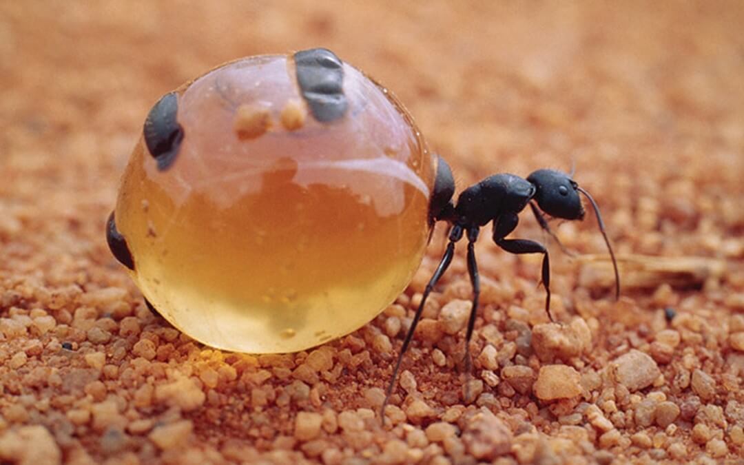 La hormiga que hace miel vive en San Luis Potosí