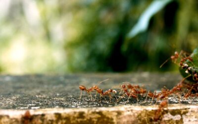 22 Curiosidades de las hormigas que no sabías