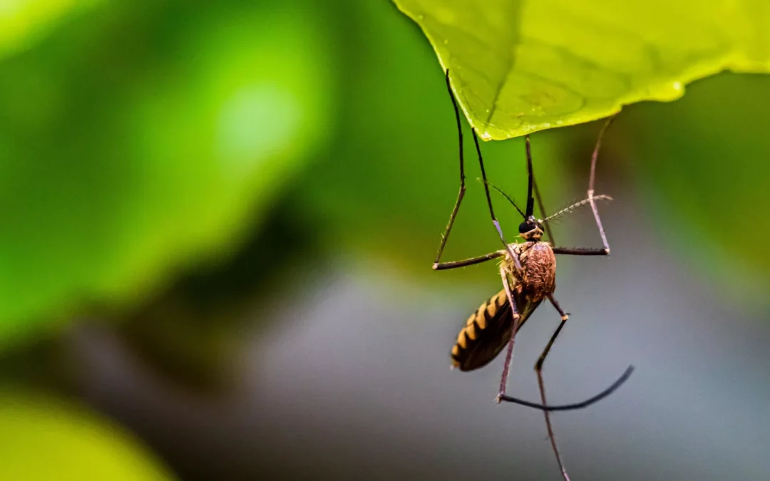 Autoridades de Cuba alertan de presencia del virus de Oropouche en el este del país