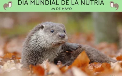 Día Mundial de la Nutria: cuándo es, por qué y cómo celebrarlo