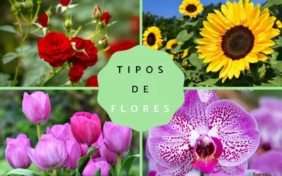 Tipos de flores