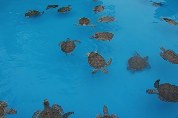 Otra vez las tortugas marinas hacia Los Canarreos