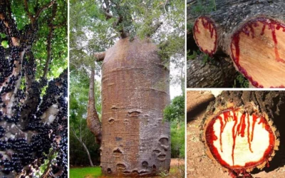 20 árboles reales que cuesta creer que existan en nuestro planeta
