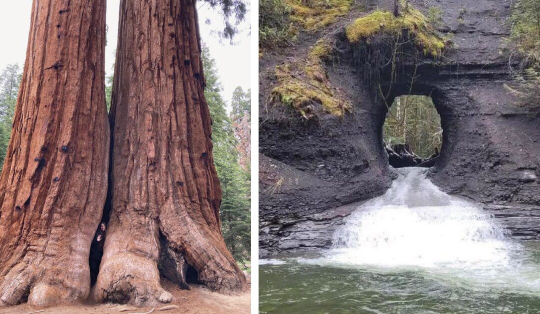14 increíbles descubrimientos que fueron encontrados en el bosque