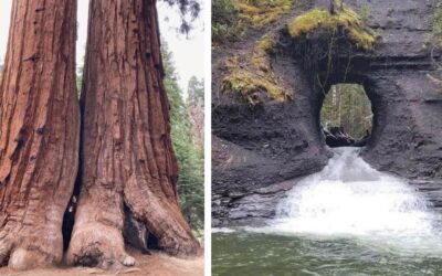 14 increíbles descubrimientos que fueron encontrados en el bosque