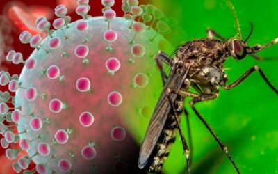 Sugieren más medidas contra el virus del Oropouche