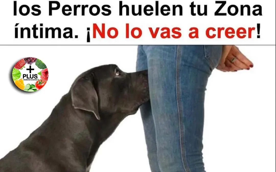 ¿Por Que Los Perros Huelen Nuestras Partes Íntimas?