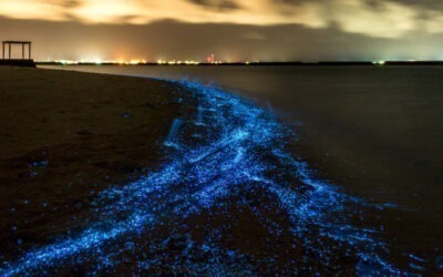 Luces en el cielo y en el mar: la ciencia detrás del espectáculo natural