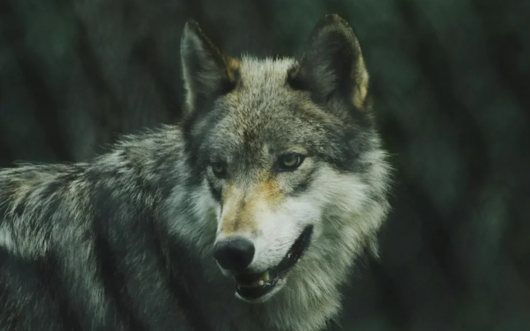 Científicos rusos examinan una momia de lobo de 44.000 años descubierta en el permafrost | Fotos