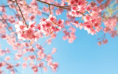 Curiosidades de la primavera