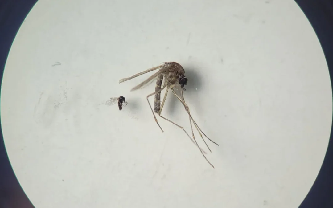 OPS publica actualización sobre la fiebre de Oropouche en las Américas