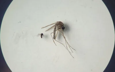 OPS publica actualización sobre la fiebre de Oropouche en las Américas