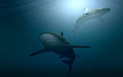 25 datos y curiosidades de los tiburones que casi nadie sabe