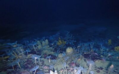 El maravilloso fondo marino en la Antártida se asemeja al espacio exterior