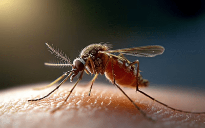 Por fin sabemos cómo nos detectan los mosquitos: la clave está en la radiación infrarroja