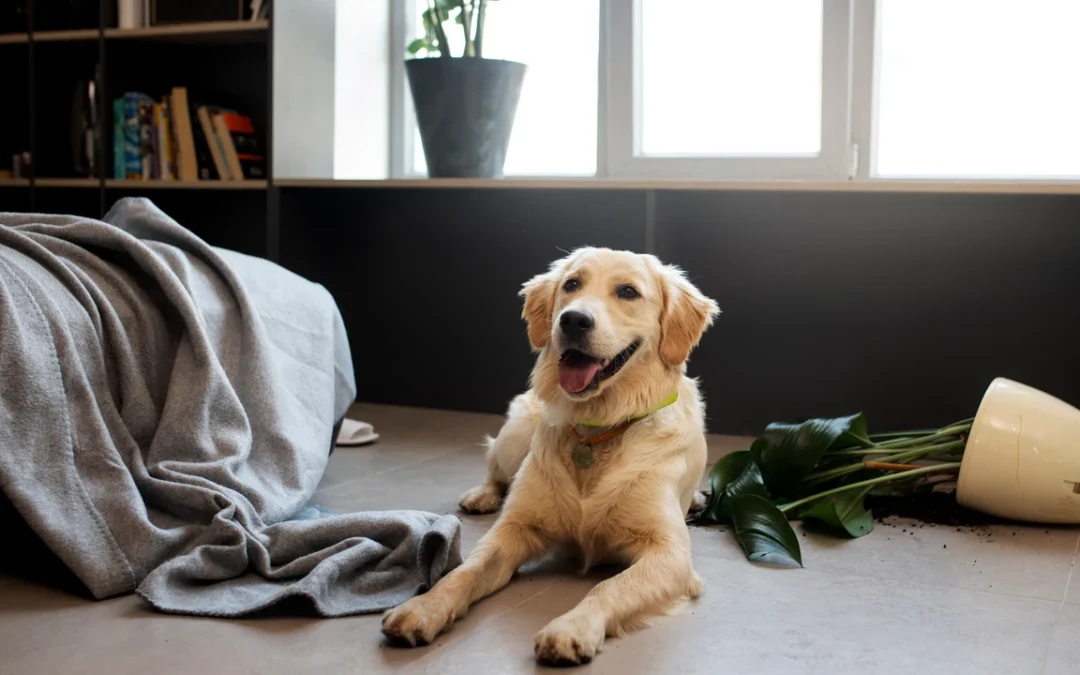Que significa que un perro llegue a tu casa y no se quiera ir