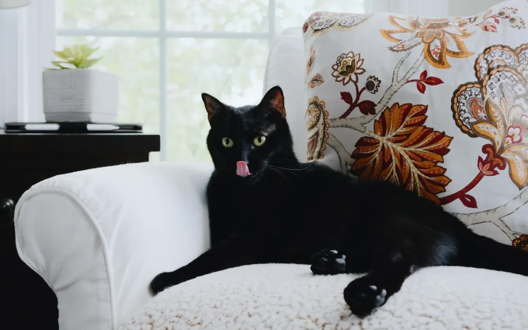 ¿Qué significa que se te acerque un gato negro?