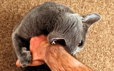 Por qué mi gato me muerde cuando lo acaricio