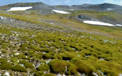 La superficie de la Antártida reverdece rápidamente a causa del calentamiento global