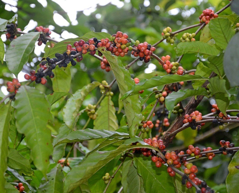 Comienza campaña de recolección del café