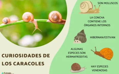 Curiosidades de los caracoles