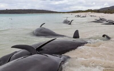 Pobladores de Nueva Zelanda ayudan a salvar unas 30 ballenas varadas