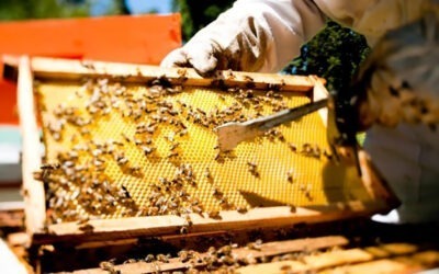 Deprimida producción de miel de abeja