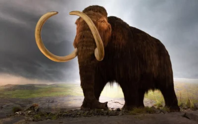 Descubren en Rusia el cuerpo de un mamut de 50.000 años: «de los mejores jamás encontrados»