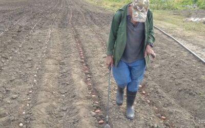Bajo tierra las primeras semillas de Papa de la campaña