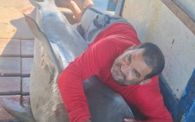 Capturan gran tiburón pescadores pineros