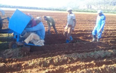 Continua siembra de papa en la Isla de la Juventud