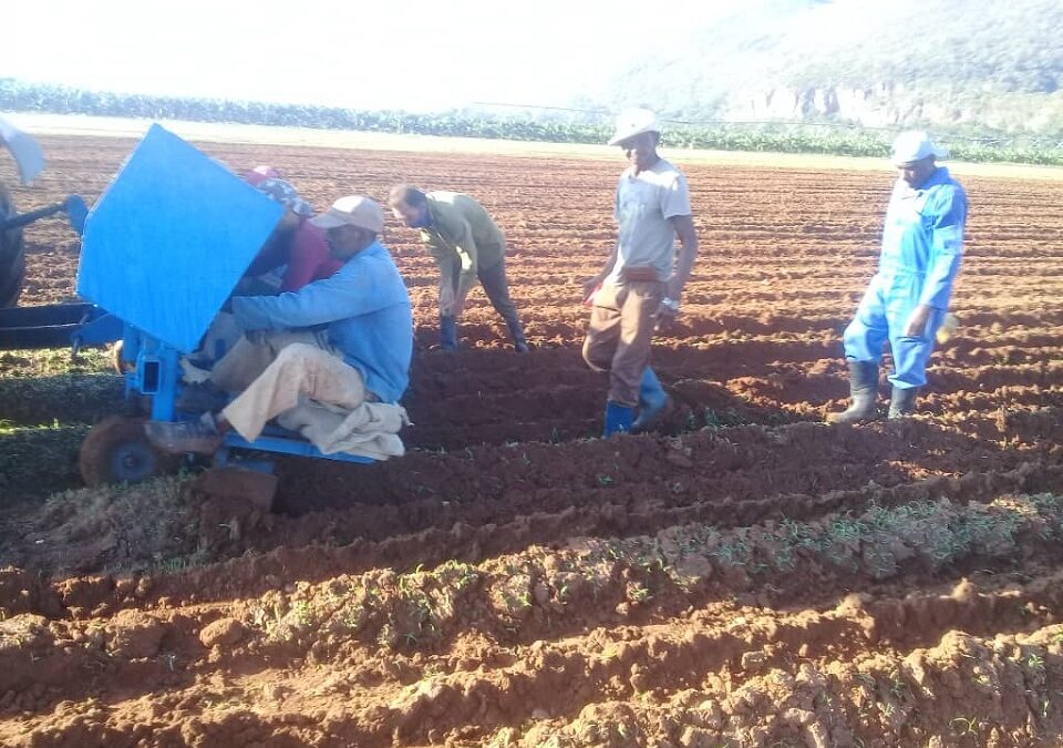 Continua siembra de papa en la Isla de la Juventud