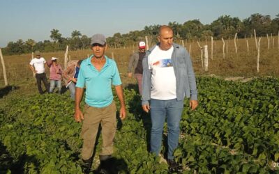 Buenas salud en plantaciones de frijoles en la Isla de la Juventud
