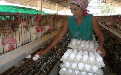 Se estabiliza producción de huevos