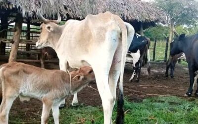 Se impone mayor entrega de leche fresca a la Industria