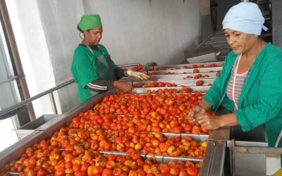 En franca recuperación proceso industrial de tomate