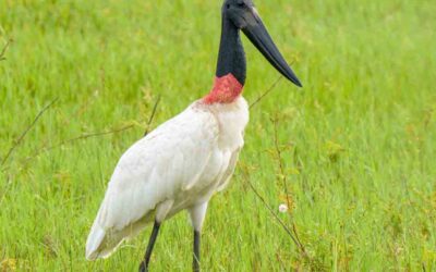 Costa Rica protege a su ave jabirú de la extinción