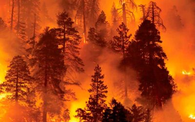 Cambio climático e incendios en California, directamente proporcional