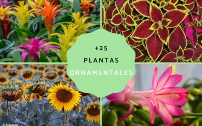 lantas ornamentales: qué son, tipos, nombres e imágenes