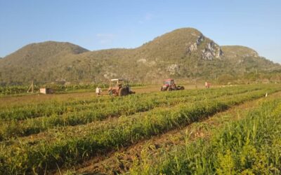 La Reina comenzó a danzar en campos de la unidad Capitán Lawton