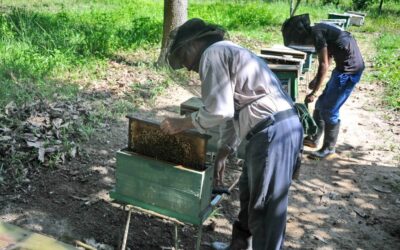 Apicultores pineros preparados para iniciar primera cosecha del año