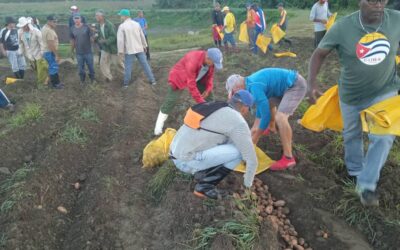 Apoyan cosecha de Papa trabajadores pineros del deporte