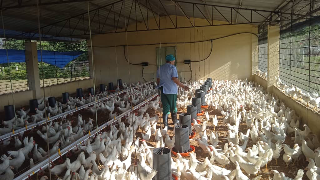 Garantiza Isla de la Juventud el remplazo ligero de gallinas ponedoras