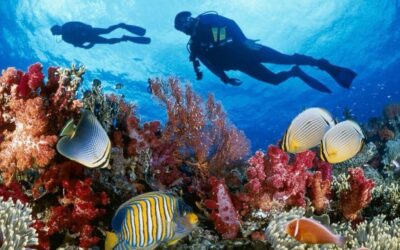 Ciencia de Cuba intensifica cuidado de pastos marinos