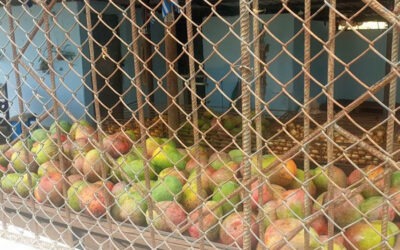 El Mango: de fruta exótica a adaptada en Isla de la Juventud