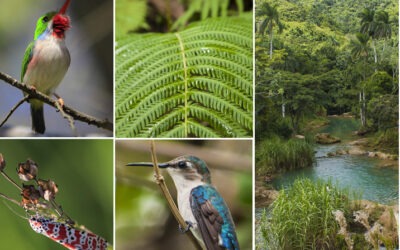 Exaltan diversidad de ecosistemas cubanos para sus aves