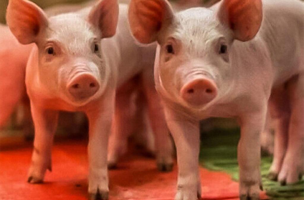 Rusia iniciará la producción de vacunas veterinarias innovadoras