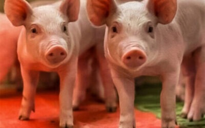 Rusia iniciará la producción de vacunas veterinarias innovadoras